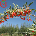 Ningxia NQ-01 Goji Beeren Samen / Goji Samen zum Anpflanzen